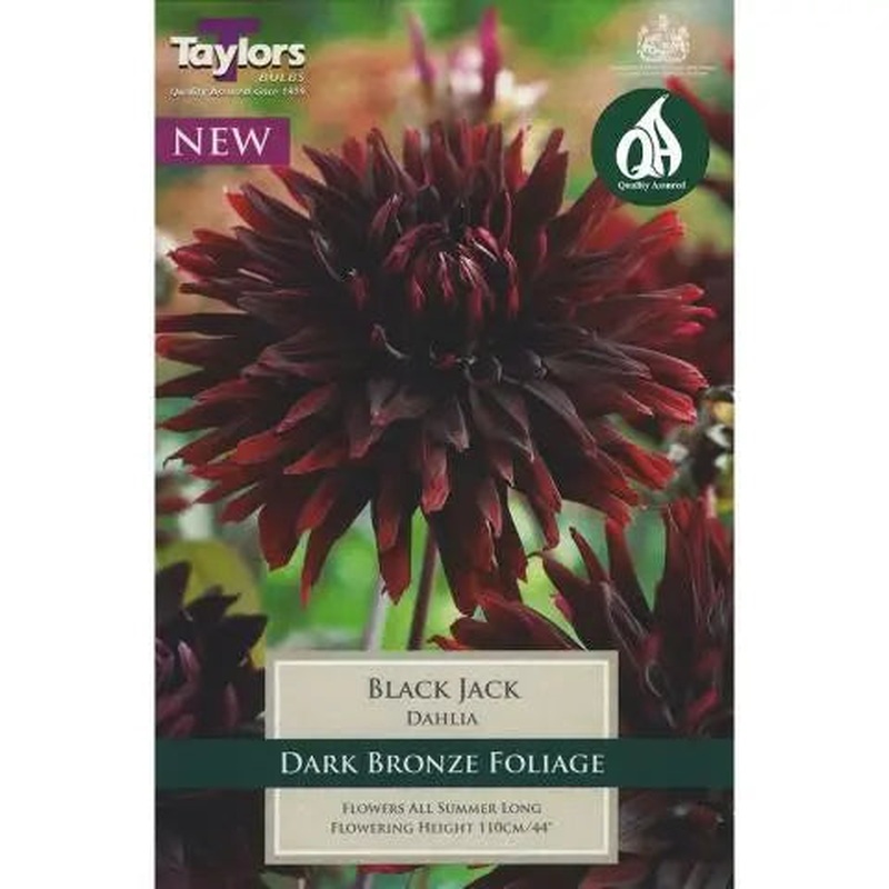 DAHLIA BLACK JACK X 1