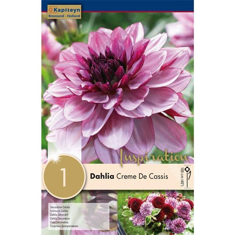DAHLIA CREME DE CASSIS x 1
