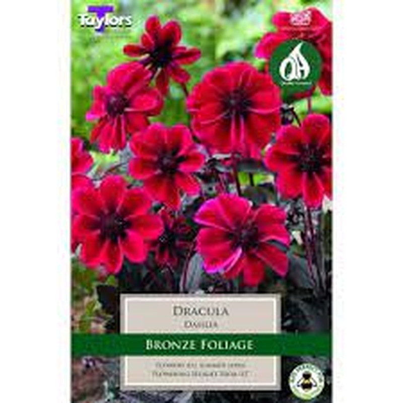 DAHLIA DRACULA X 1