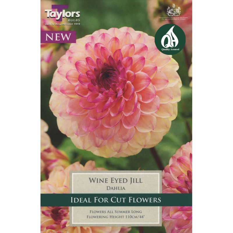 DAHLIA WINE EYED JILL X 1