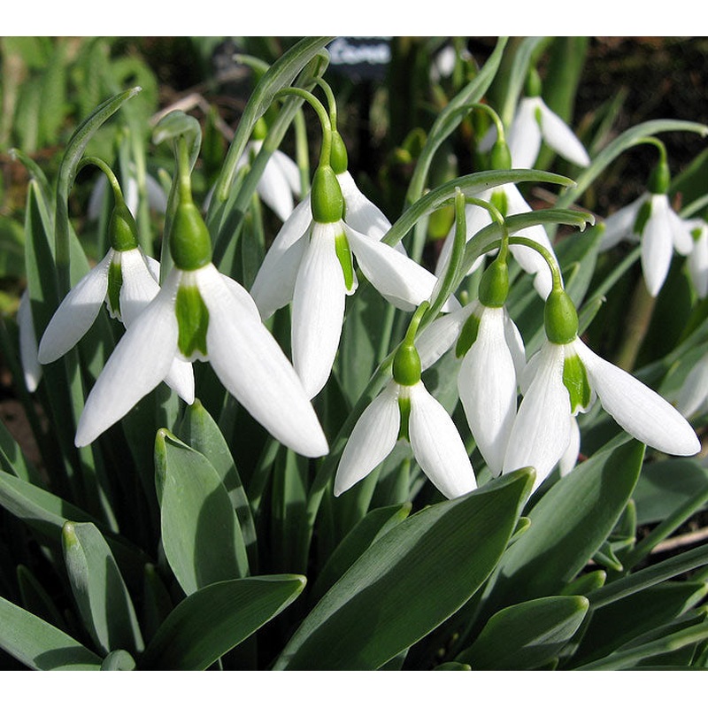 Galanthus Snowdrops Elwesii 7