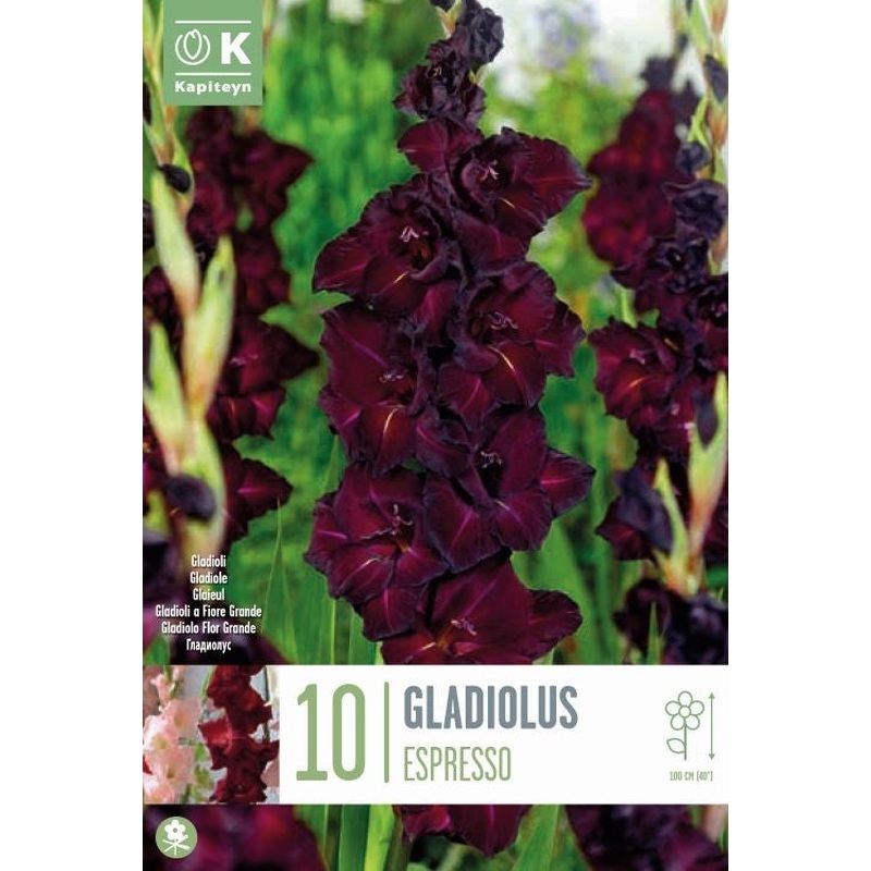 GLADIOLUS ESPRESSO x 10