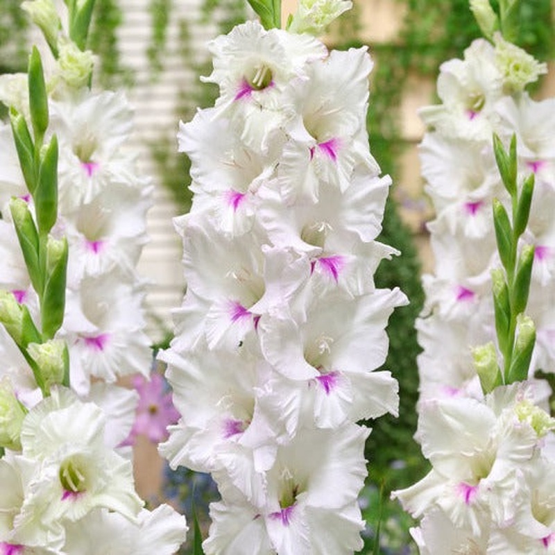 GLADIOLUS NORMA JEAN x 10