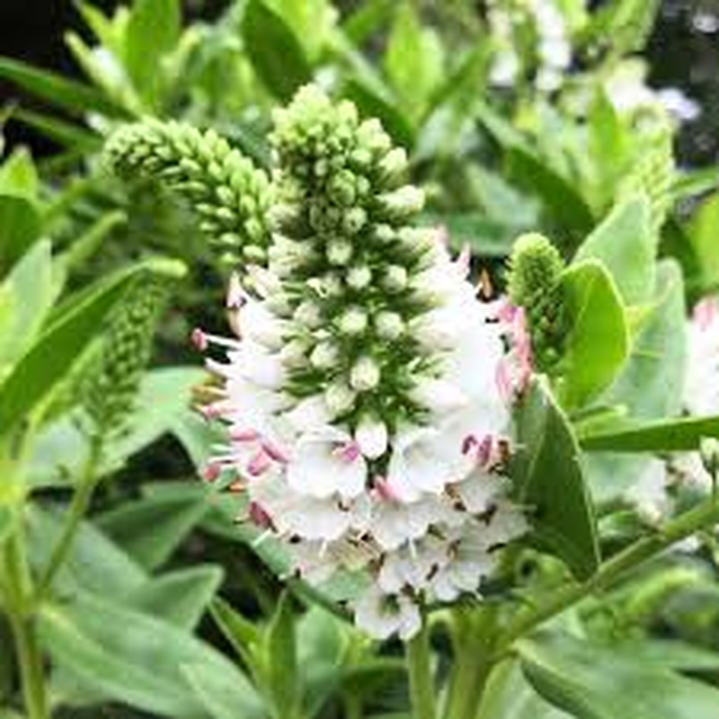 HebeDonna Jenna  3 Ltr pot