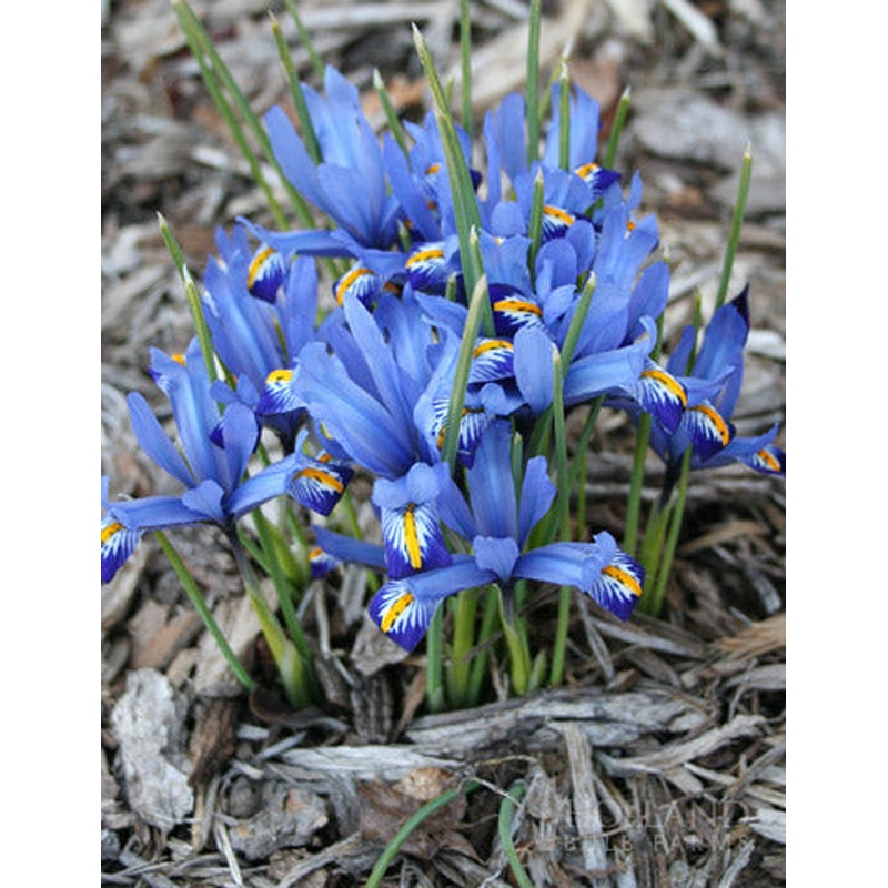 IRIS DWARF HARMONY x 30