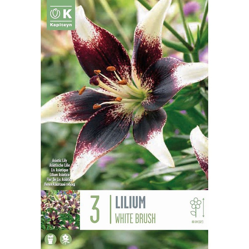 LILIUM BICOLOR WHITE BRUSH x 3