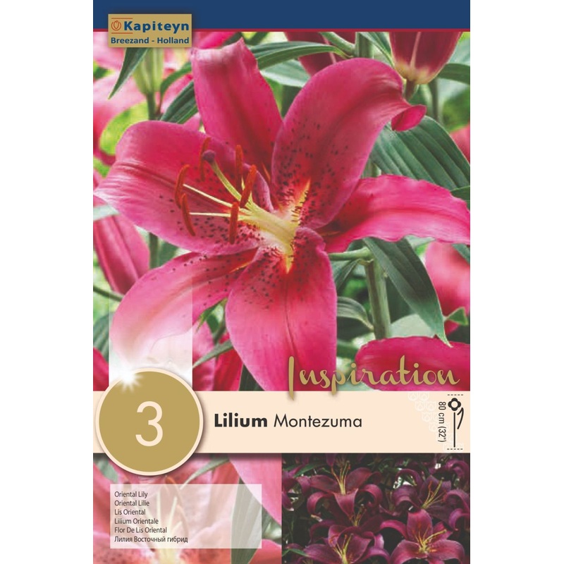 LILIUM MONTEZUMA x 3