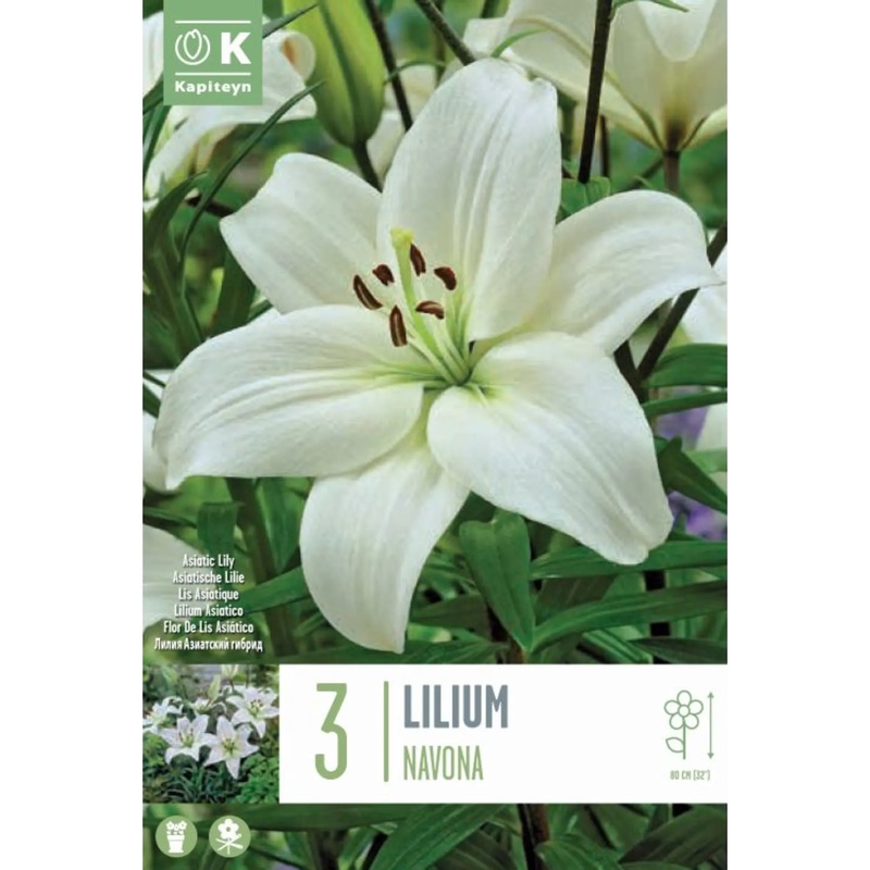LILIUM NAVONA x 3