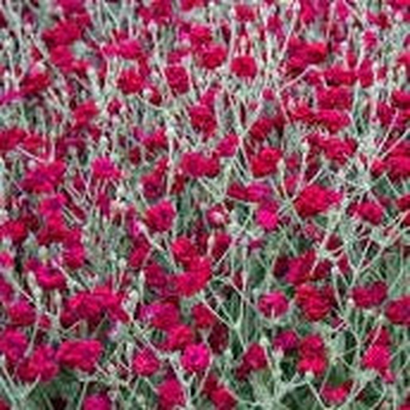 LYCHNIS Gardeners World