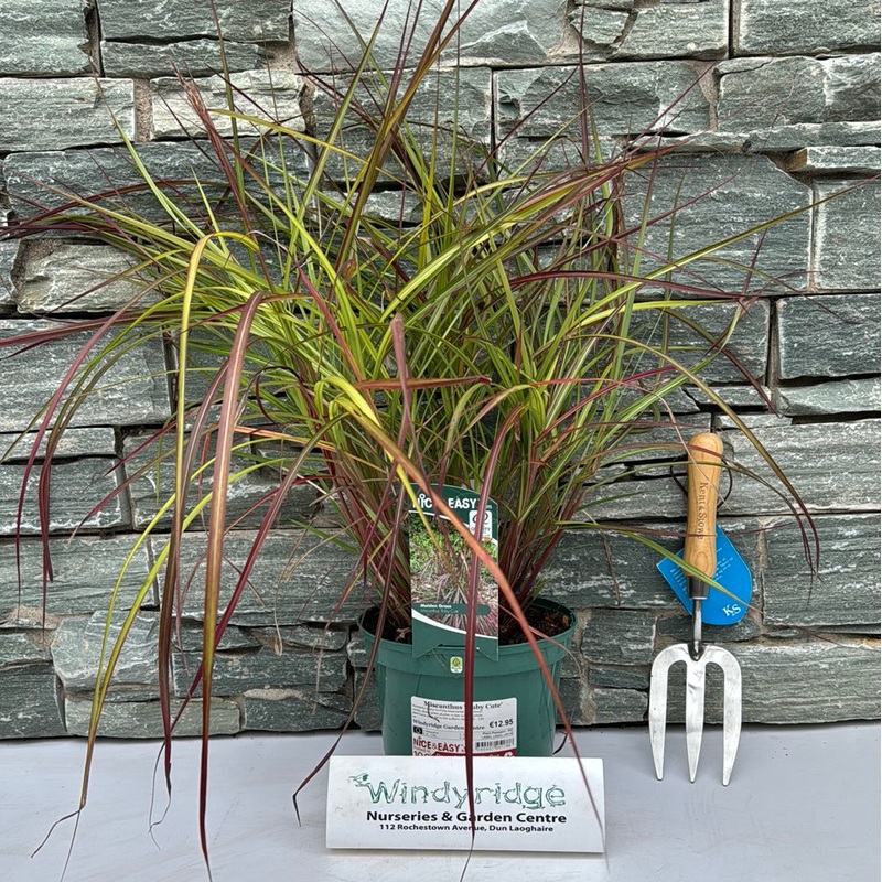 Miscanthus Ruby Cute