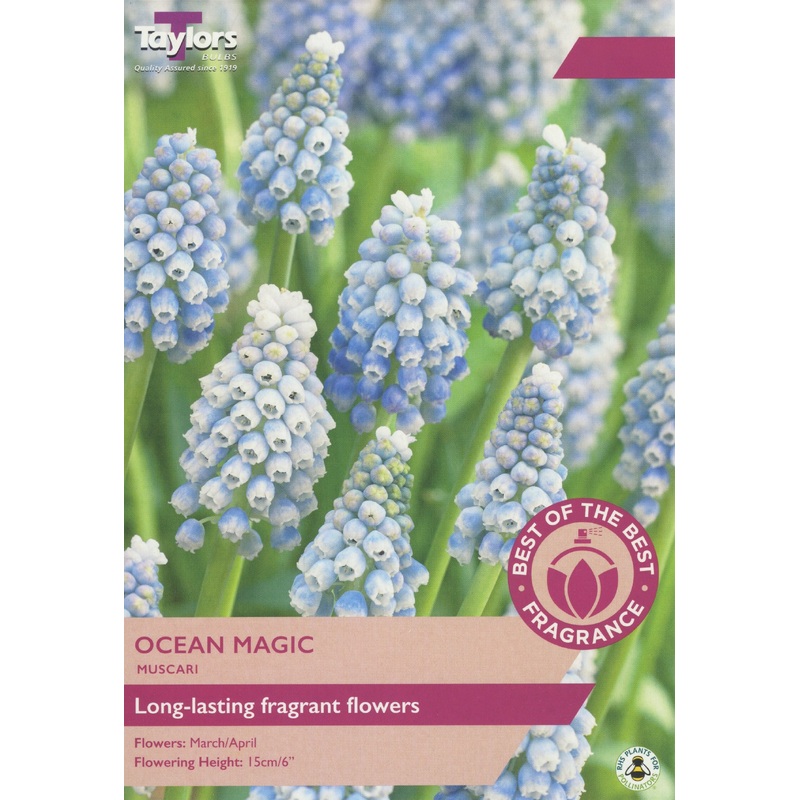 MUSCARI OCEAN MAGIC