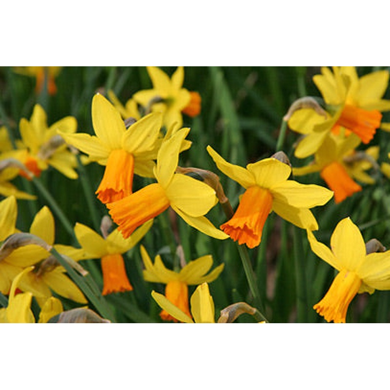 NARCISSI JETFIRE