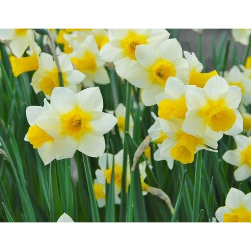 NARCISSUS GOLDEN ECHO X 10
