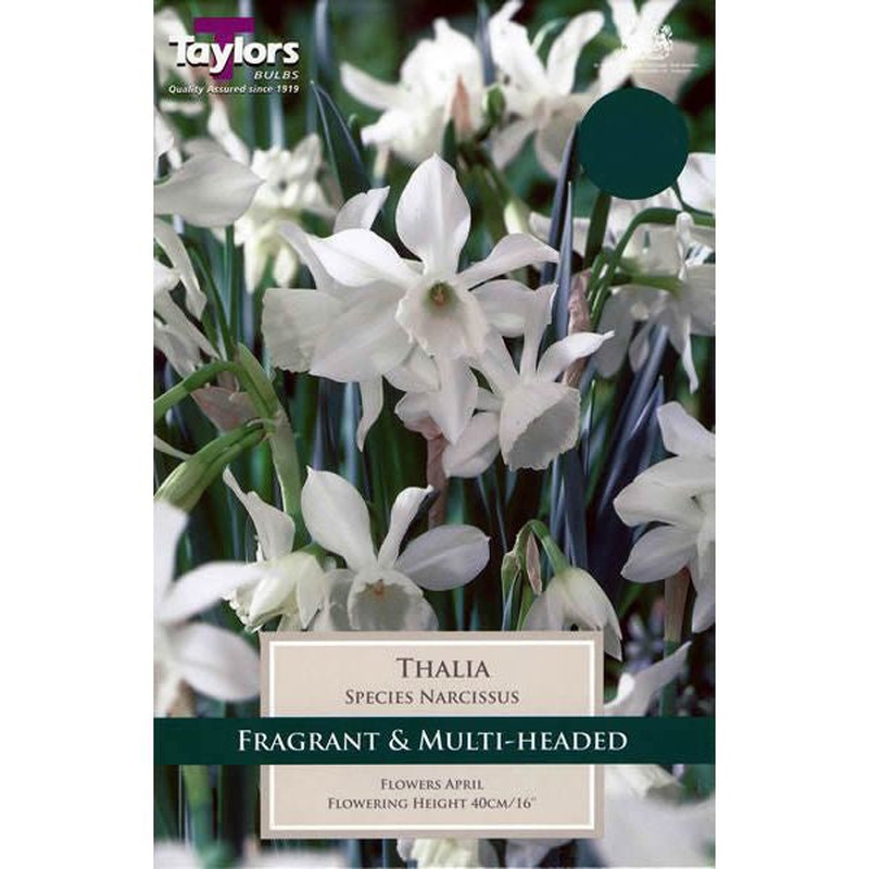 NARCISSUS THALIA 8