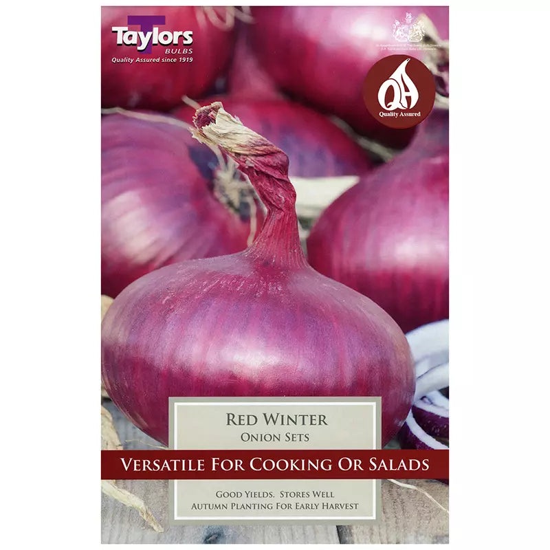 ONION RED WINTER 50