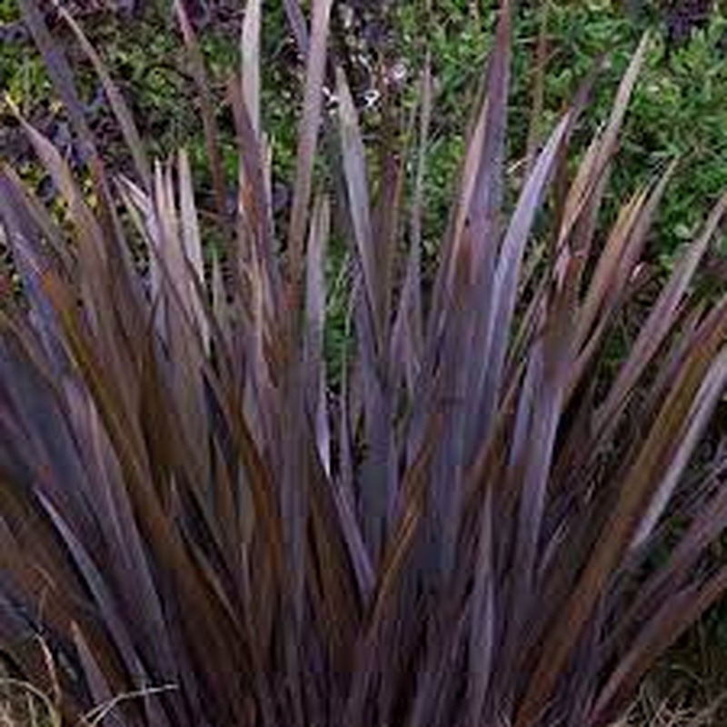 PHORMIUM  Platts Black