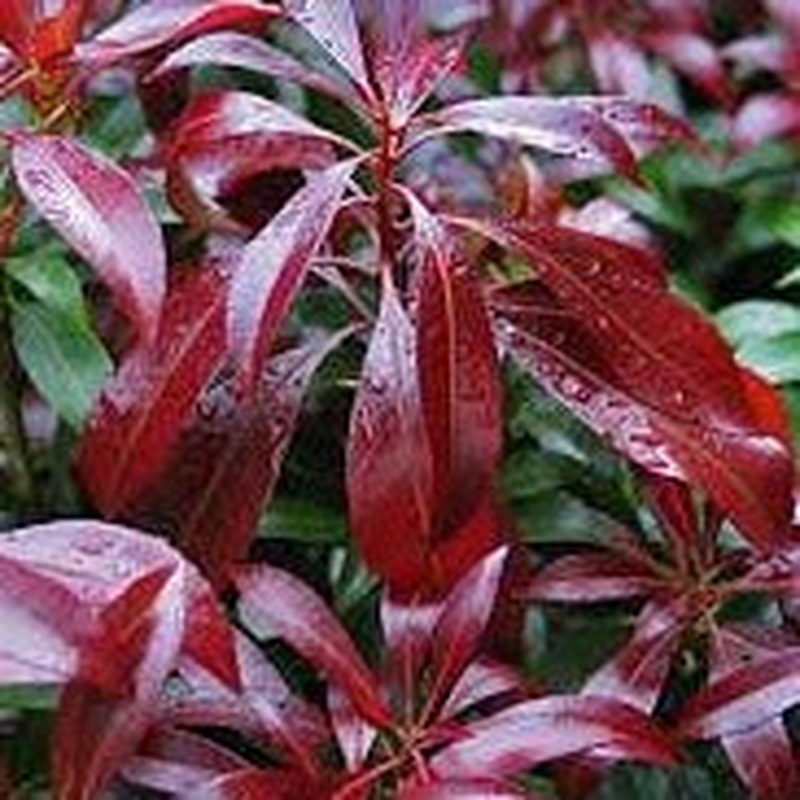 Pieris jap. Katsura  2 Ltr pot