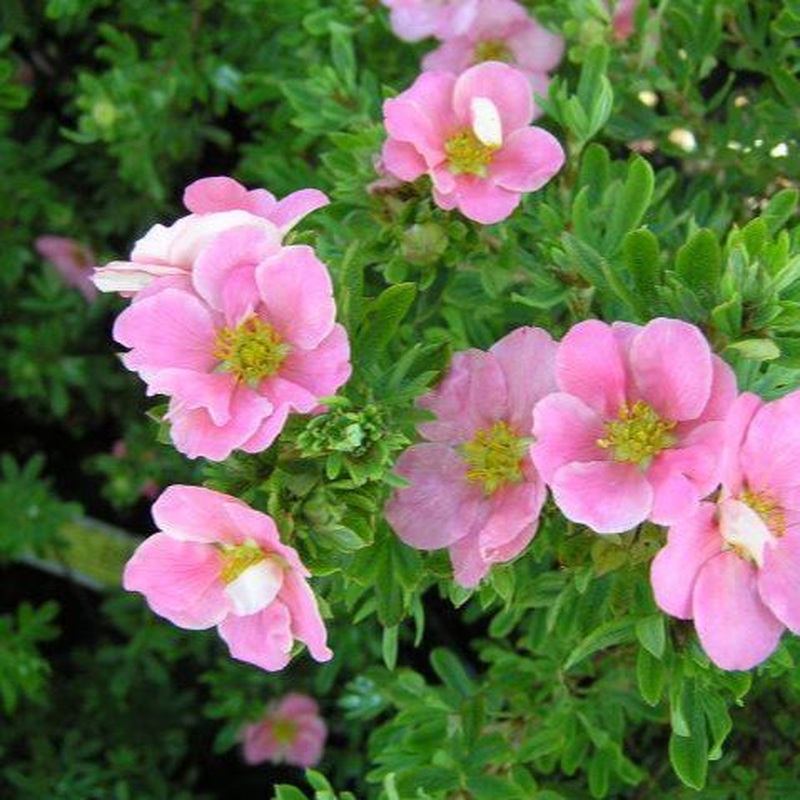 Potentilla Lovely Pink