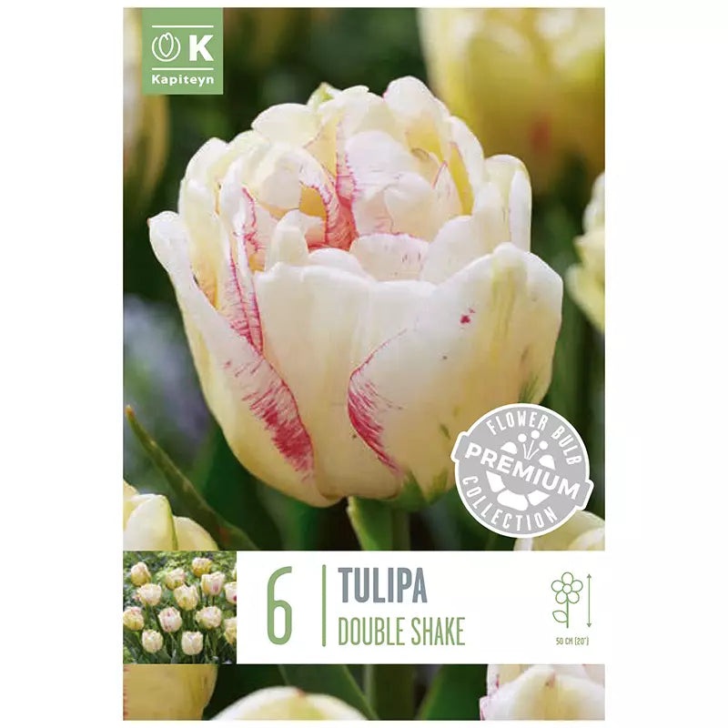 PREM TULIP DBL LATE DBL SHAKE X 6