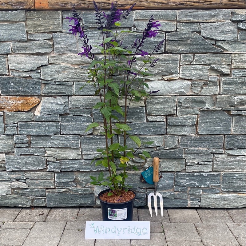 SALVIA Amistad 3Ltr Pot