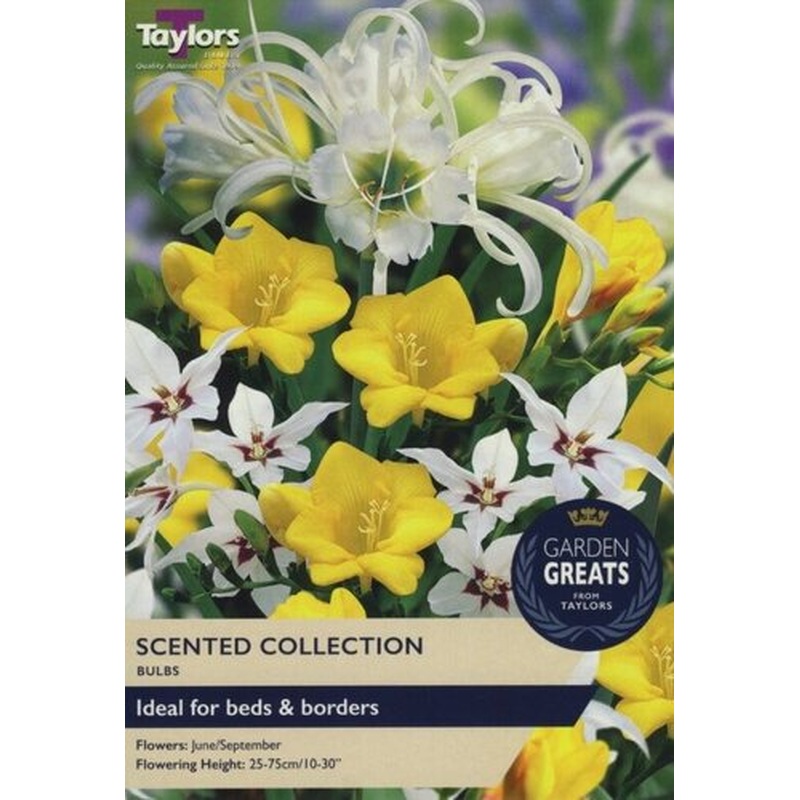 SCENTED COLLECTION X 50