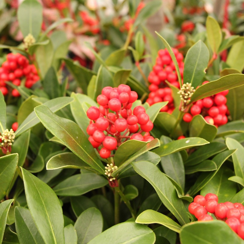 SKIMMIA JAPONICA TEMPTATION