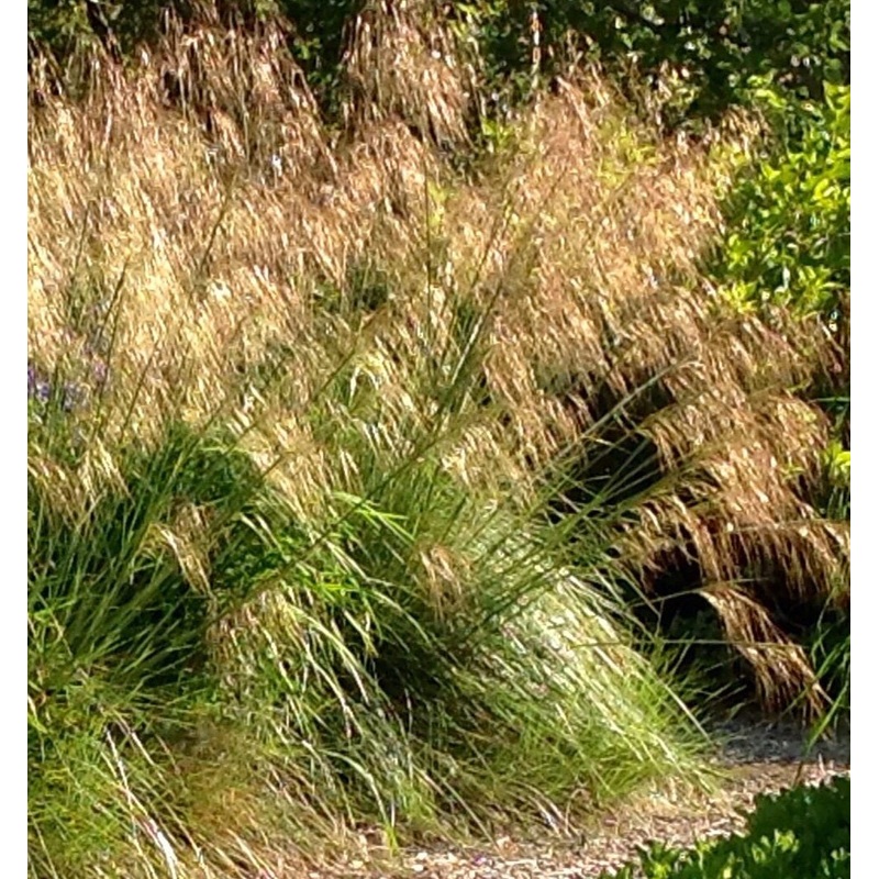 Stipa gigantea