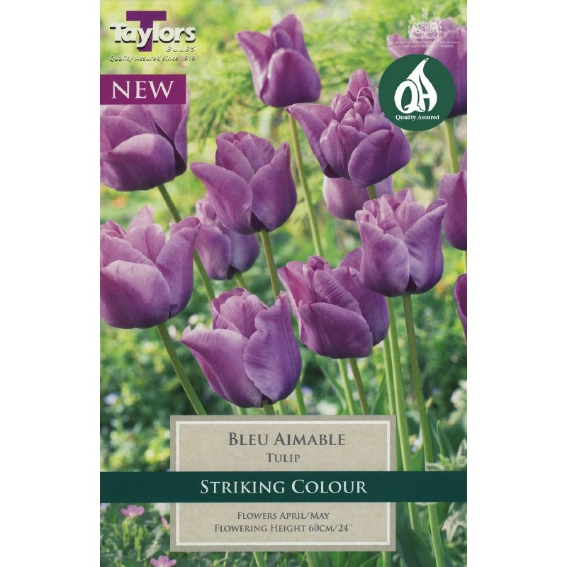 TULIP BLEU AIMABLE 6