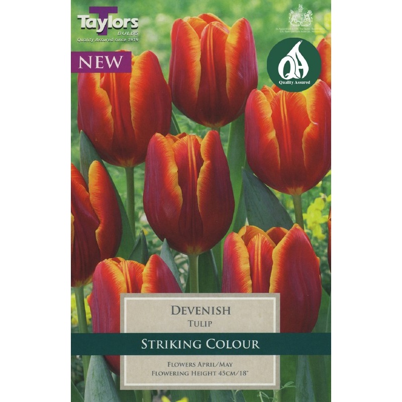 TULIP DEVENISH