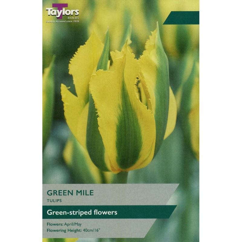 TULIP GREEN MILE 5