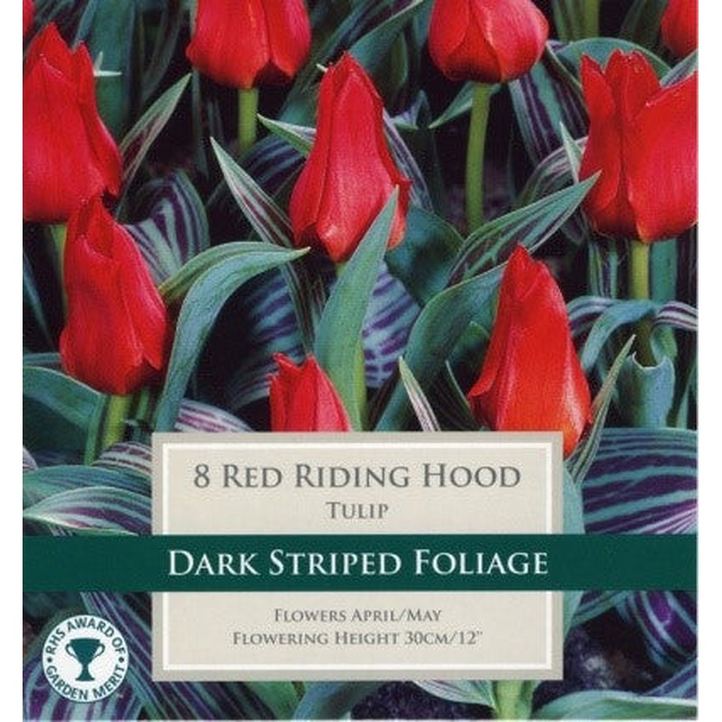 TULIP RED RIDING HOOD