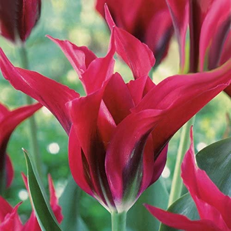TULIPA DOLLS MINUET X 8
