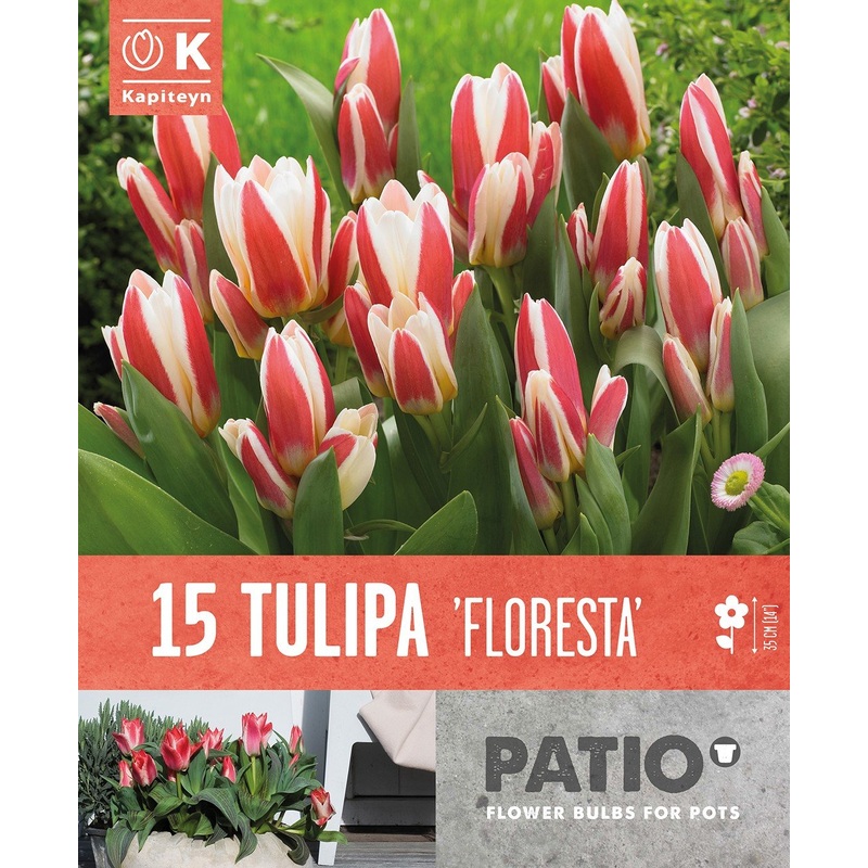 TULIPA FLORESTA x 15