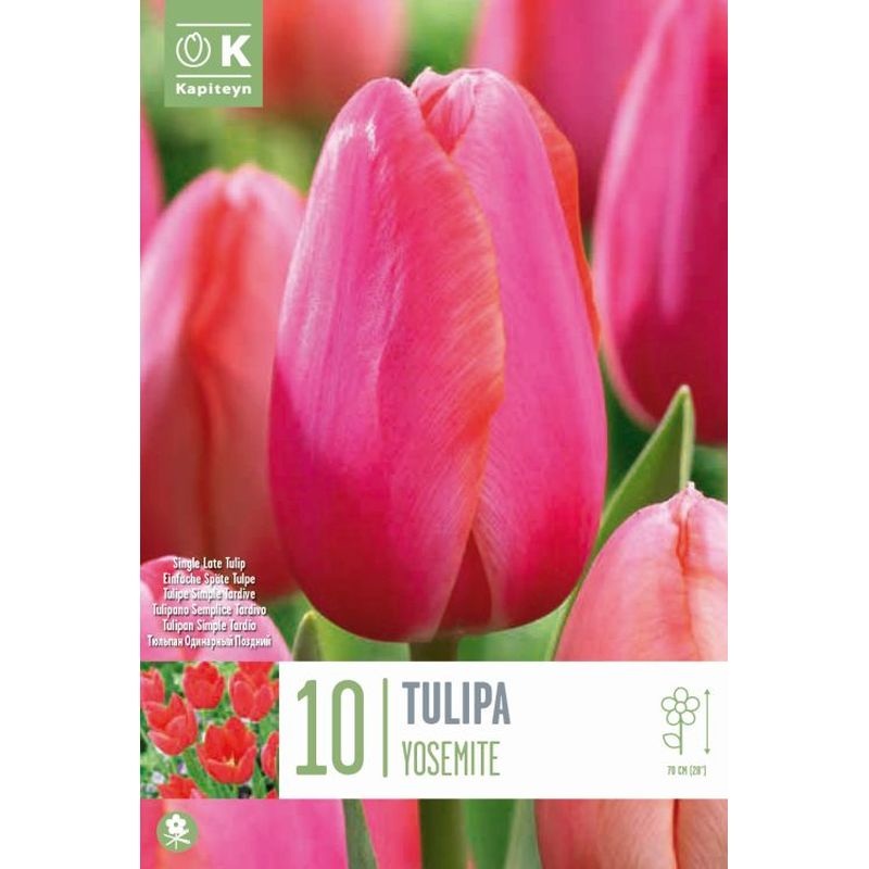 TULIPA YOSEMITE X 10