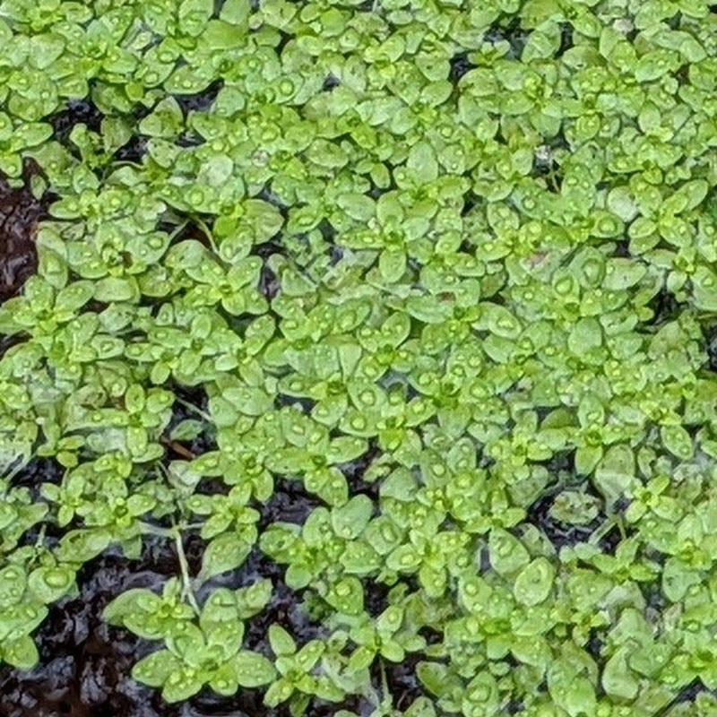Water Starwort (Callitriche Palustris)