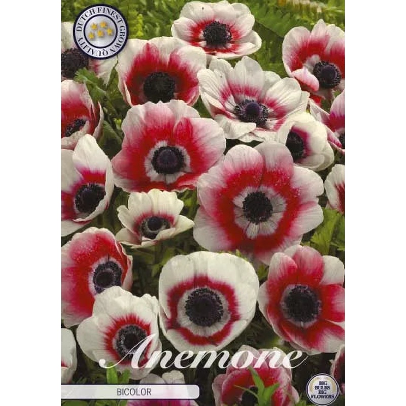Anemone coronaria Bicolor  20-pack