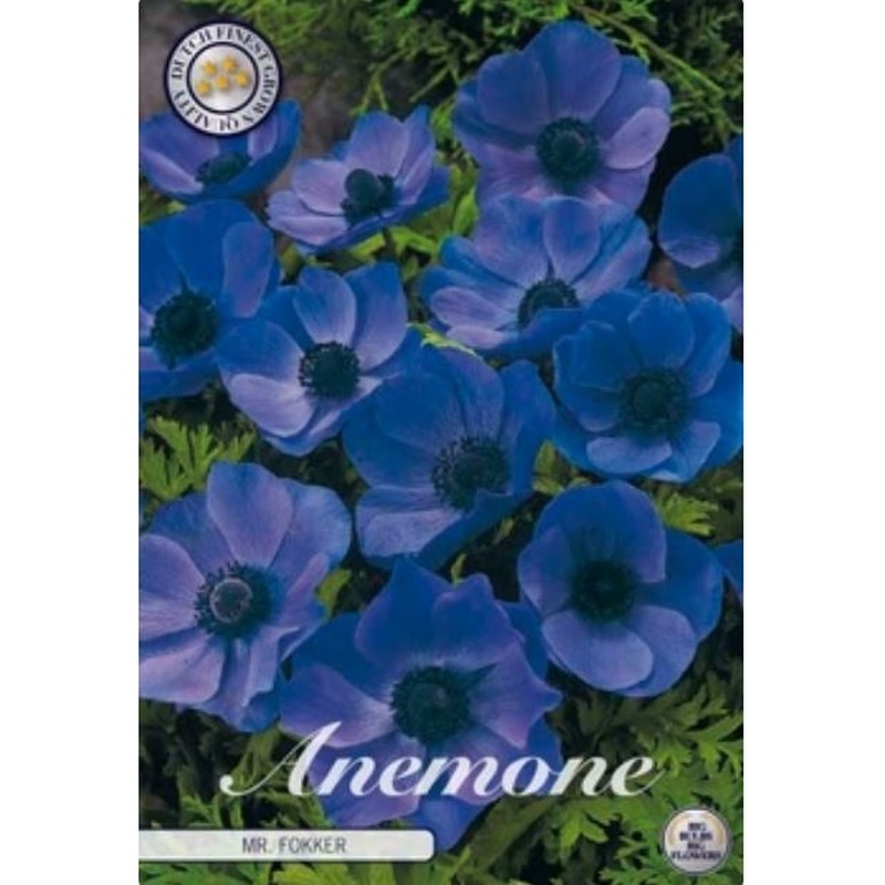 Anemone coronaria Mr Fokker  20-pack