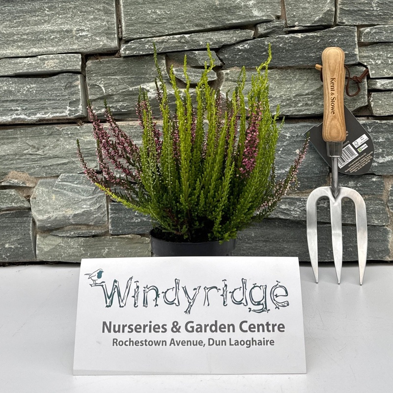 Calluna vulg. Garden Girls trio