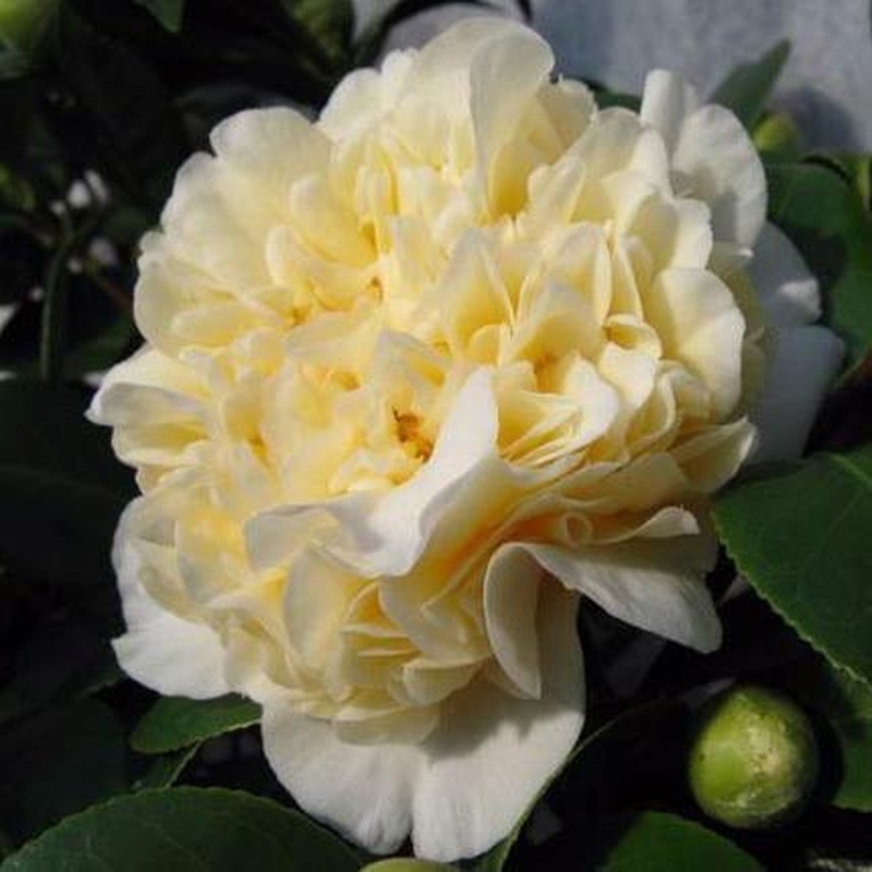 Camellia jap. Jurys Yellow