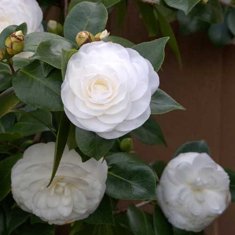 Camellia jap. Nuccios Gem