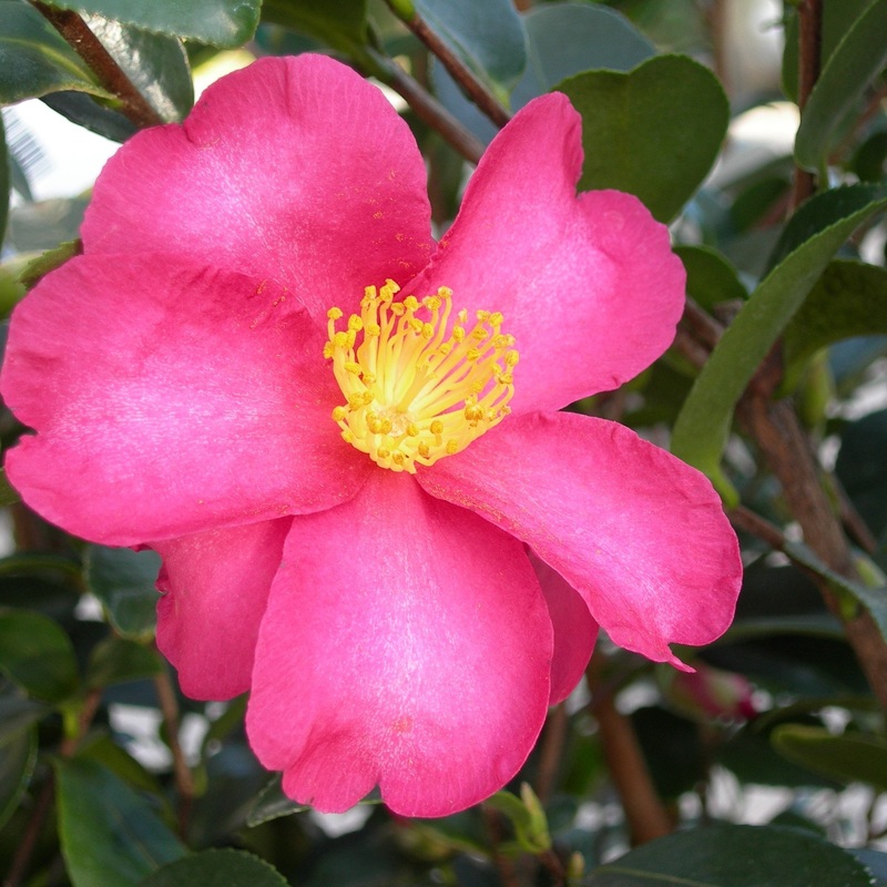 Camellia sas. Red