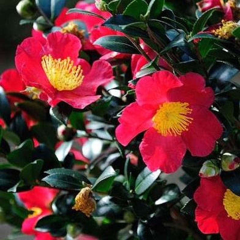 Camellia sas. Yuletide