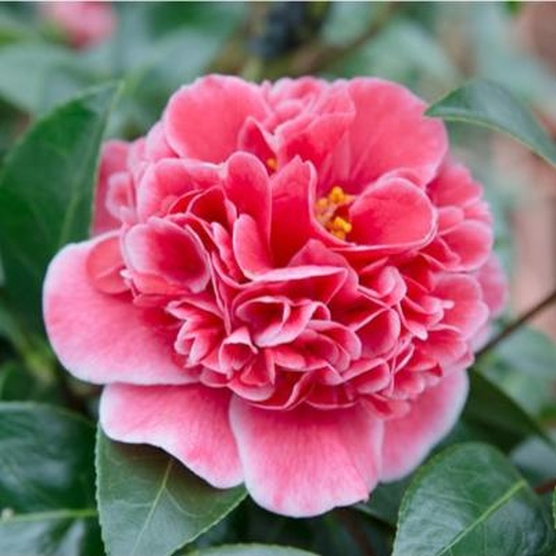 Camellia wil. Volunteer