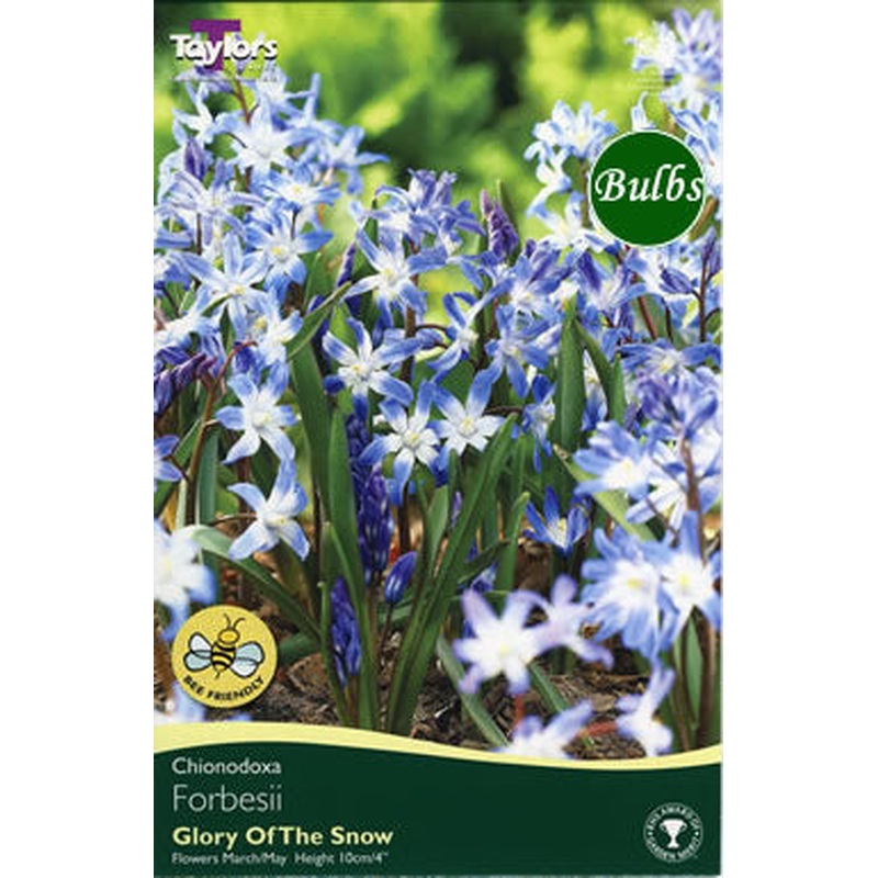 CHIONODOXA FORBESII 20