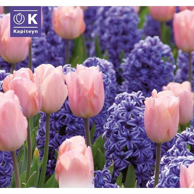 COMBI HYACINTHUS BLUE & TULIPA PINK x 10