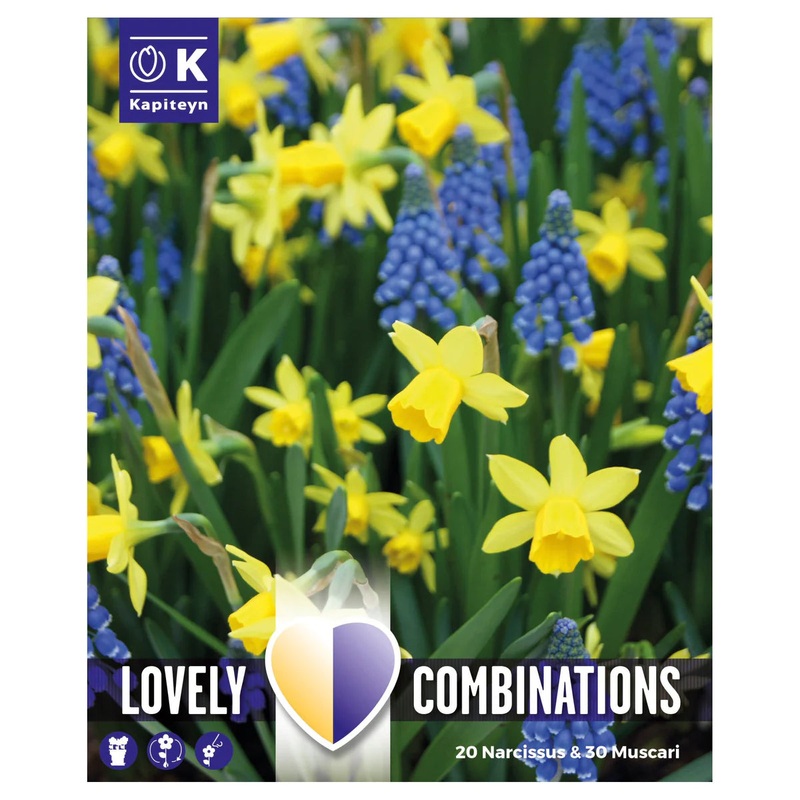 COMBI NARCISSUS & MUSCARI x 50