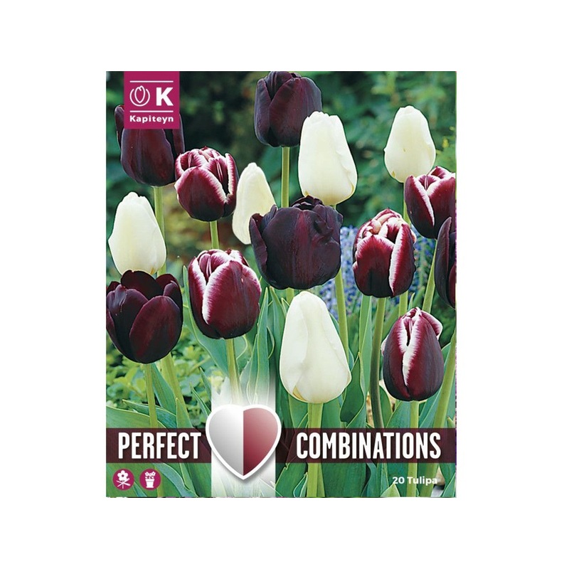 COMBI TULIPA BLACK BLEND x 15