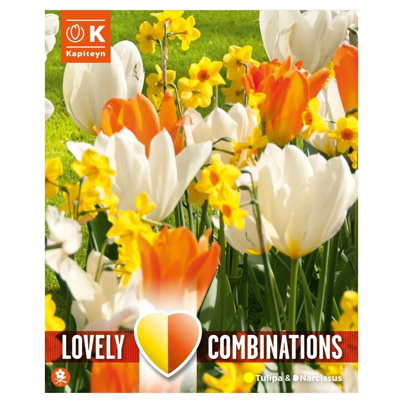 COMBI TULIPA ORANGE WHITE & NARCISSUS YELLOW x 24