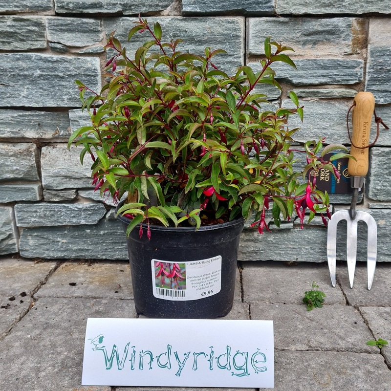 FUCHSIA Dying Embers