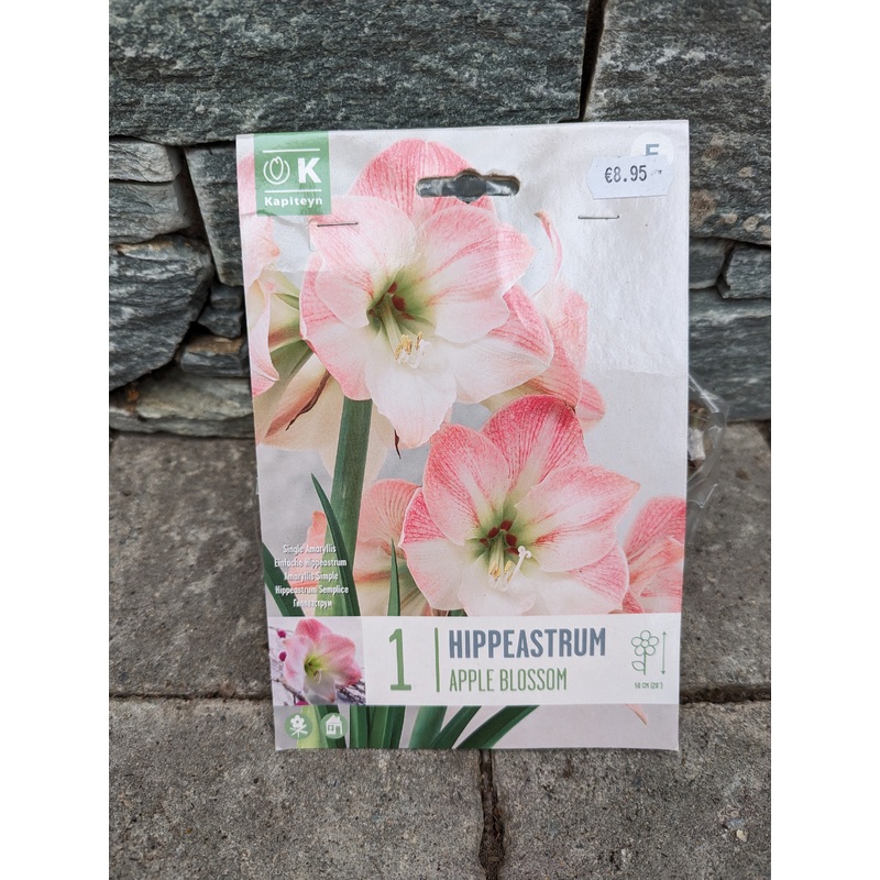 HIPPEASTRUM APPLE BLOSSOM X 1